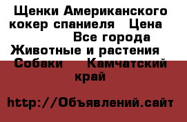 Щенки Американского кокер спаниеля › Цена ­ 15 000 - Все города Животные и растения » Собаки   . Камчатский край